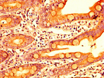 ERI1 / HEXO Antibody - Immunohistochemistry image at a dilution of 1:400 and staining in paraffin-embedded human small intestine tissue performed on a Leica BondTM system. After dewaxing and hydration, antigen retrieval was mediated by high pressure in a citrate buffer (pH 6.0) . Section was blocked with 10% normal goat serum 30min at RT. Then primary antibody (1% BSA) was incubated at 4 °C overnight. The primary is detected by a biotinylated secondary antibody and visualized using an HRP conjugated SP system.