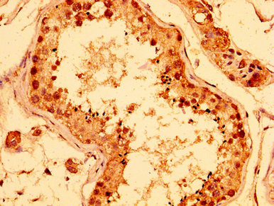 ERI1 / HEXO Antibody - Immunohistochemistry image at a dilution of 1:400 and staining in paraffin-embedded human testis tissue performed on a Leica BondTM system. After dewaxing and hydration, antigen retrieval was mediated by high pressure in a citrate buffer (pH 6.0) . Section was blocked with 10% normal goat serum 30min at RT. Then primary antibody (1% BSA) was incubated at 4 °C overnight. The primary is detected by a biotinylated secondary antibody and visualized using an HRP conjugated SP system.