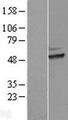 ERI1 / HEXO Protein - Western validation with an anti-DDK antibody * L: Control HEK293 lysate R: Over-expression lysate