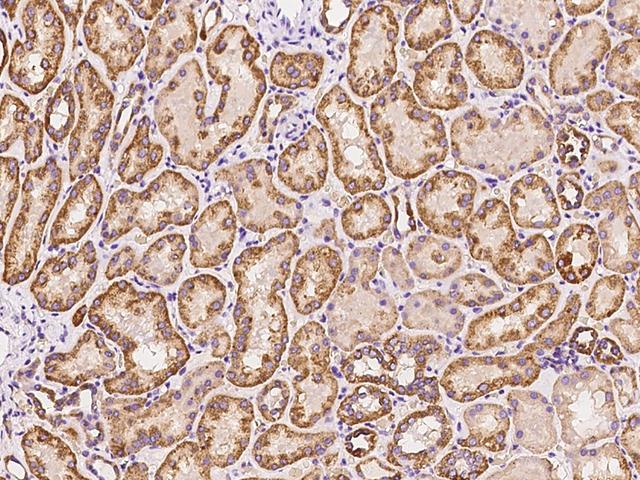 ERI2 / EXOD1 Antibody - Immunochemical staining of human ERI2 in human kidney with rabbit polyclonal antibody at 1:100 dilution, formalin-fixed paraffin embedded sections.