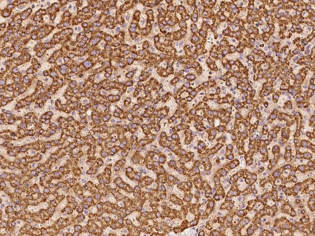 ERI2 / EXOD1 Antibody - Immunochemical staining of human ERI2 in human liver with rabbit polyclonal antibody at 1:100 dilution, formalin-fixed paraffin embedded sections.