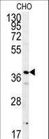 ERI3 Antibody - PRNIP Antibody western blot of CHO cell line lysates (15 ug/lane). The PRNIP antibody detected the PRNIP protein (arrow).
