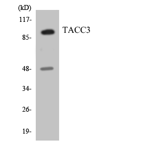 ERIC-1 / TACC3 Antibody - Western blot analysis of the lysates from HepG2 cells using TACC3 antibody.