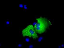 ERIC-1 / TACC3 Antibody - Anti-TACC3 mouse monoclonal antibody  immunofluorescent staining of COS7 cells transiently transfected by pCMV6-ENTRY TACC3.