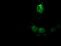 ERIC-1 / TACC3 Antibody - Anti-TACC3 mouse monoclonal antibody immunofluorescent staining of COS7 cells transiently transfected by pCMV6-ENTRY TACC3.