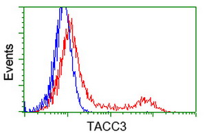 ERIC-1 / TACC3 Antibody - HEK293T cells transfected with either overexpress plasmid (Red) or empty vector control plasmid (Blue) were immunostained by anti-TACC3 antibody, and then analyzed by flow cytometry.