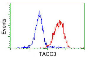 ERIC-1 / TACC3 Antibody - Flow cytometry of HeLa cells, using anti-TACC3 antibody (Red), compared to a nonspecific negative control antibody (Blue).
