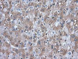 ERIC-1 / TACC3 Antibody - IHC of paraffin-embedded liver tissue using anti-TACC3 mouse monoclonal antibody. (Dilution 1:50).