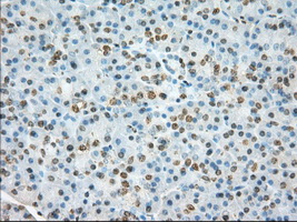 ERIC-1 / TACC3 Antibody - IHC of paraffin-embedded pancreas tissue using anti-TACC3 mouse monoclonal antibody. (Dilution 1:50).