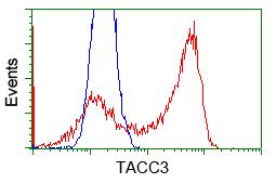 ERIC-1 / TACC3 Antibody - HEK293T cells transfected with either pCMV6-ENTRY TACC3 (Red) or empty vector control plasmid (Blue) were immunostained with anti-TACC3 mouse monoclonal, and then analyzed by flow cytometry.