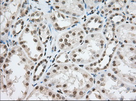 ERIC-1 / TACC3 Antibody - IHC of paraffin-embedded Human Kidney tissue using anti-TACC3 mouse monoclonal antibody. (Dilution 1:50).