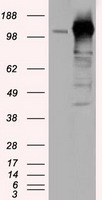 ERIC-1 / TACC3 Antibody - HEK293T cells were transfected with the pCMV6-ENTRY control (Left lane) or pCMV6-ENTRY TACC3 (Right lane) cDNA for 48 hrs and lysed. Equivalent amounts of cell lysates (5 ug per lane) were separated by SDS-PAGE and immunoblotted with anti-TACC3.