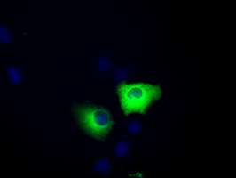 ERIC-1 / TACC3 Antibody - Anti-TACC3 mouse monoclonal antibody  immunofluorescent staining of COS7 cells transiently transfected by pCMV6-ENTRY TACC3.