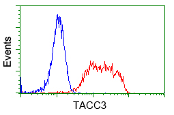 ERIC-1 / TACC3 Antibody - Flow cytometric Analysis of Jurkat cells, using anti-TACC3 antibody, (Red), compared to a nonspecific negative control antibody, (Blue).