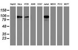ERIC-1 / TACC3 Antibody - Western blot of extracts (35ug) from 9 different cell lines by using anti-TACC3 monoclonal antibody.