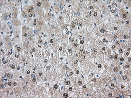 ERIC-1 / TACC3 Antibody - IHC of paraffin-embedded Human liver tissue using anti-TACC3 mouse monoclonal antibody. (Dilution 1:50).