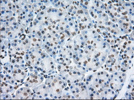 ERIC-1 / TACC3 Antibody - IHC of paraffin-embedded Human pancreas tissue using anti-TACC3 mouse monoclonal antibody. (Dilution 1:50).