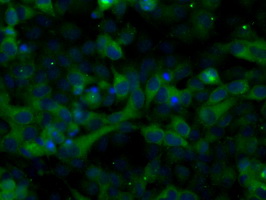 ERIC-1 / TACC3 Antibody - Immunofluorescent staining of HeLa cells using anti-TACC3 mouse monoclonal antibody.