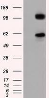ERIC-1 / TACC3 Antibody - HEK293T cells were transfected with the pCMV6-ENTRY control (Left lane) or pCMV6-ENTRY TACC3 (Right lane) cDNA for 48 hrs and lysed. Equivalent amounts of cell lysates (5 ug per lane) were separated by SDS-PAGE and immunoblotted with anti-TACC3.