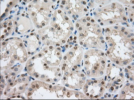 ERIC-1 / TACC3 Antibody - IHC of paraffin-embedded Human Kidney tissue using anti-TACC3 mouse monoclonal antibody. (Dilution 1:50).