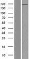ERICH3 / C1orf173 Protein - Western validation with an anti-DDK antibody * L: Control HEK293 lysate R: Over-expression lysate