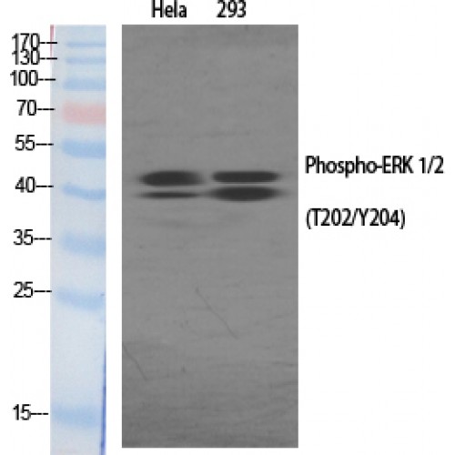 ERK1 + ERK2 Antibody - Western blot of Phospho-ERK 1/2 (T202/Y204) antibody