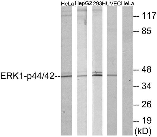 ERK1 + ERK2 Antibody - Western blot analysis of lysates from HeLa/HepG2/293/HuvEc, using p44/42 MAP Kinase Antibody. The lane on the right is blocked with the synthesized peptide.