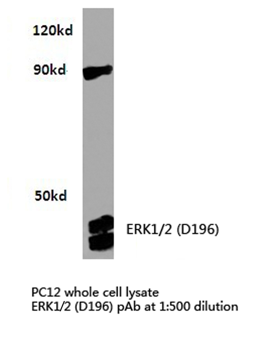 ERK1 + ERK2 Antibody - Western blot of ERK1/2 (D196) pAb in extracts from PC12 cells.