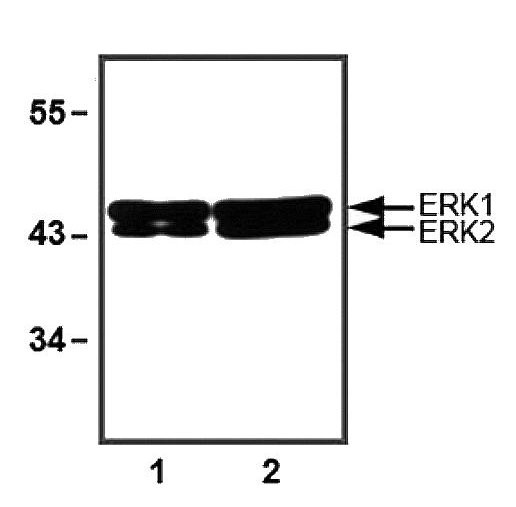 ERK1 + ERK2 Antibody - Western Blot of ERK1 + ERK2 antibody. 1:1000 (1 ug/ml) antibody dilution used in WB of 10 ug (1) and 30 ug (2) of HeLa cell lysates.