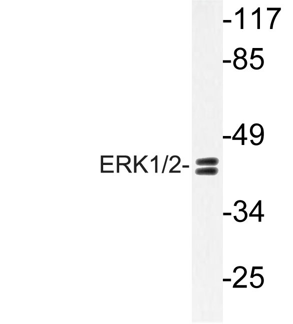 ERK1 + ERK2 Antibody - Western blot of ERK1/2 (H197)pAb in extracts from HUVEC cells.