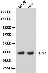 ERK1 + ERK2 Antibody - Western blot of p42 MAPK (erk2) pAb in extracts from DU145 and Hela cells.