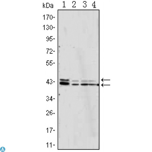 ERK1 + ERK2 Antibody - Western Blot (WB) analysis using ERK 1/2 Monoclonal Antibody against Jurkat (1), HeLa (2), A431 (3) and NIH/3T3 (4) cell lysate.