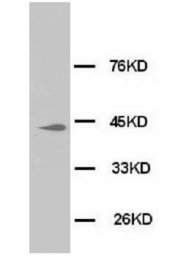 ERK1 + ERK2 Antibody