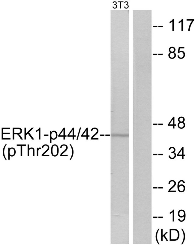 ERK1 + ERK2 Antibody - Western blot analysis of lysates from NIH/3T3 cells treated with IFN 2500U/ml 30', using p44/42 MAP Kinase (Phospho-Thr202) Antibody. The lane on the right is blocked with the phospho peptide.