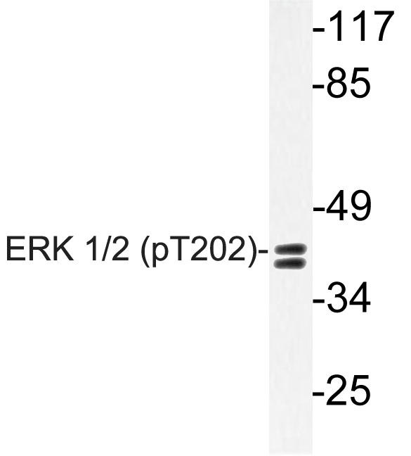 ERK1 + ERK2 Antibody - Western blot of p-ERK 1/2 (T202) pAb in extracts from NIH-3T3 IFN cells.
