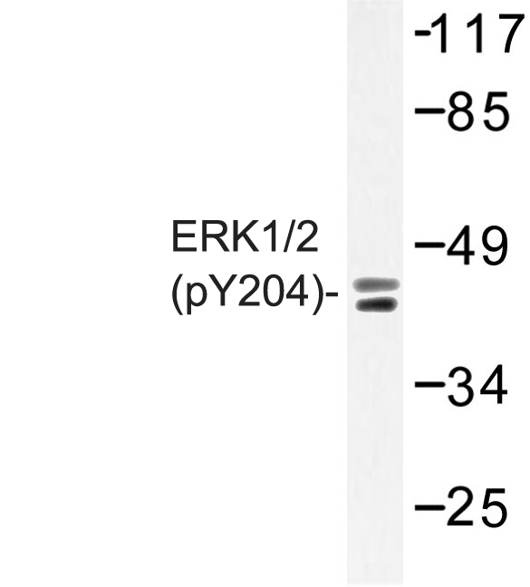 ERK1 + ERK2 Antibody - Western blot of p-ERK1/2 (Y204) pAb in extracts from HeLa cells treated with PMA.
