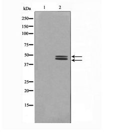 ERK1 + ERK2 Antibody - Western blot of ERK1/2 phosphorylation expression in HeLa whole cell lysates,The lane on the left is treated with the antigen-specific peptide.