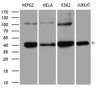 ERLIN1 / SPFH1 Antibody - Western blot analysis of extracts. (35ug) from 4 different cell lines by using anti-ERLIN1 monoclonal antibody. (1:500)