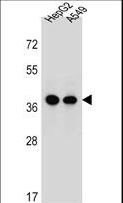 ERLIN1 / SPFH1 Antibody - ERLIN1 Antibody western blot of HepG2,A549 cell line lysates (35 ug/lane). The ERLIN1 antibody detected the ERLIN1 protein (arrow).