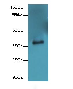 ERLIN1 / SPFH1 Antibody - Western blot. All lanes: ERLIN1 antibody at 4 ug/ml+ Mouse brain tissue Goat polyclonal to rabbit at 1:10000 dilution. Predicted band size: 39 kDa. Observed band size: 39 kDa.
