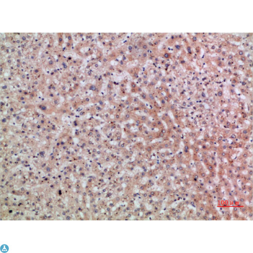 ERLIN1 / SPFH1 Antibody - Western Blot (WB) analysis of specific cells using Antibody diluted at 1:1000.