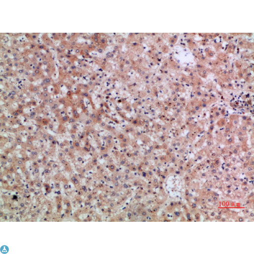 ERLIN1 / SPFH1 Antibody - Western Blot (WB) analysis of HepG2 3T3 HeLa cells using ERLIN1/2 Polyclonal Antibody diluted at 1:800.