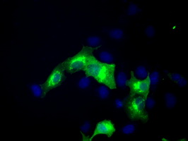 ERMAP / SC Antibody - Anti-ERMAP mouse monoclonal antibody  immunofluorescent staining of COS7 cells transiently transfected by pCMV6-ENTRY ERMAP.