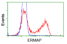 ERMAP / SC Antibody - HEK293T cells transfected with either pCMV6-ENTRY ERMAP (Red) or empty vector control plasmid (Blue) were immunostained with anti-ERMAP mouse monoclonal, and then analyzed by flow cytometry.