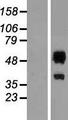 ERMAP / SC Protein - Western validation with an anti-DDK antibody * L: Control HEK293 lysate R: Over-expression lysate