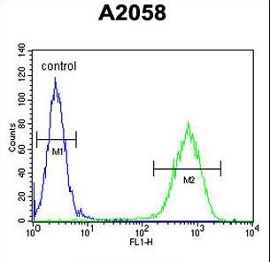 ERMARD Antibody - C6orf70 Antibody flow cytometry of A2058 cells (right histogram) compared to a negative control cell (left histogram). FITC-conjugated goat-anti-rabbit secondary antibodies were used for the analysis.