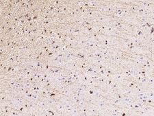 ERMN / Juxtanodin Antibody - Immunochemical staining of human ERMN in human brain with rabbit polyclonal antibody at 1:10000 dilution, formalin-fixed paraffin embedded sections.