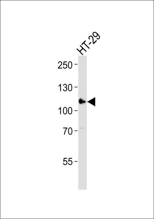 ERN2 Antibody - Western blot of lysate from HT-29 cell line, using ERN2 Antibody. Antibody was diluted at 1:1000. A goat anti-rabbit IgG H&L (HRP) at 1:10000 dilution was used as the secondary antibody. Lysate at 35ug.