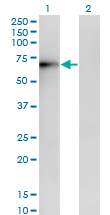 ERO1A / ERO1L Antibody - Western blot of ERO1L expression in transfected 293T cell line by ERO1L monoclonal antibody (M01), clone 4G3.