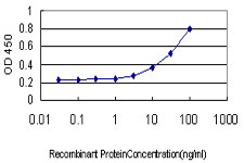 ERO1A / ERO1L Antibody - Detection limit for recombinant GST tagged ERO1L is approximately 3 ng/ml as a capture antibody.